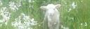 Discovery splash banner for Vegans Against Trolls Discord server