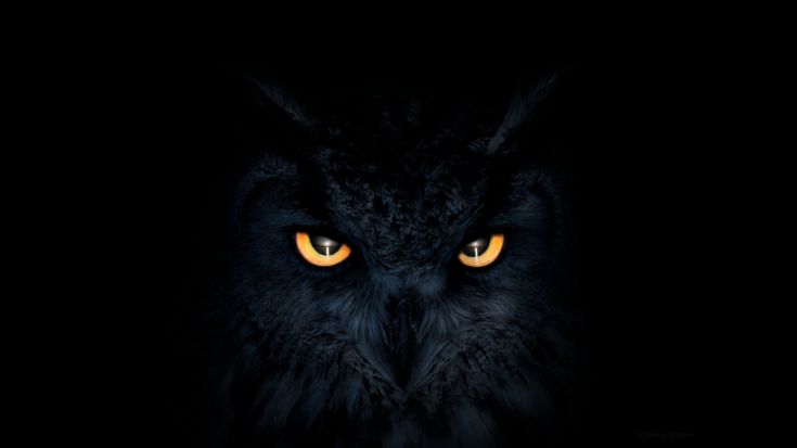Discovery splash banner for owL | Black Owls Community Discord server