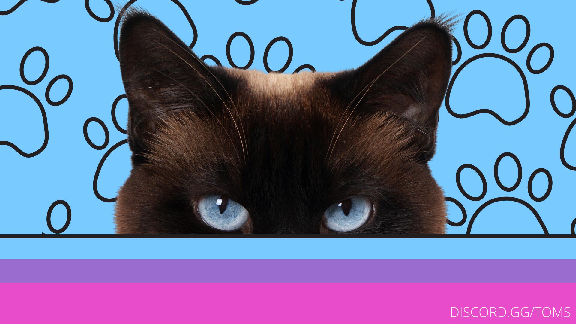 Discovery splash banner for Tom's Lounge with CATS Discord server