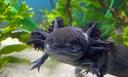 Discovery splash banner for Axolotl Central Discord server
