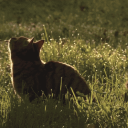 Discovery icon for Dusk Discord server
