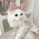 Discovery icon for 🎀 Ask To Dm  ^⩊^⟆ Cutecats﹒Social﹒Active﹒Guild tags﹒Vcs﹒Giveaways & Emotes﹒Ask2DM Discord server
