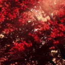 Discovery icon for .✦ 𝐒𝐭𝐚𝐫𝐟𝐨𝐫𝐠𝐞𝐝 ✦ ݁˖ [MAINTENANCE] Discord server