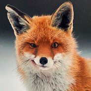 Discovery icon for Fox On The Box Discord server