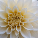 Discovery icon for Garden Revival Discord server