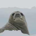 Discovery icon for FlexingSeal Discord server