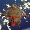 Discovery icon for veequeue's Turtle Empire 🐢 Discord server